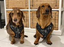 Load image into Gallery viewer, &#39;PATTERN V1.0&#39; Dog Harness
